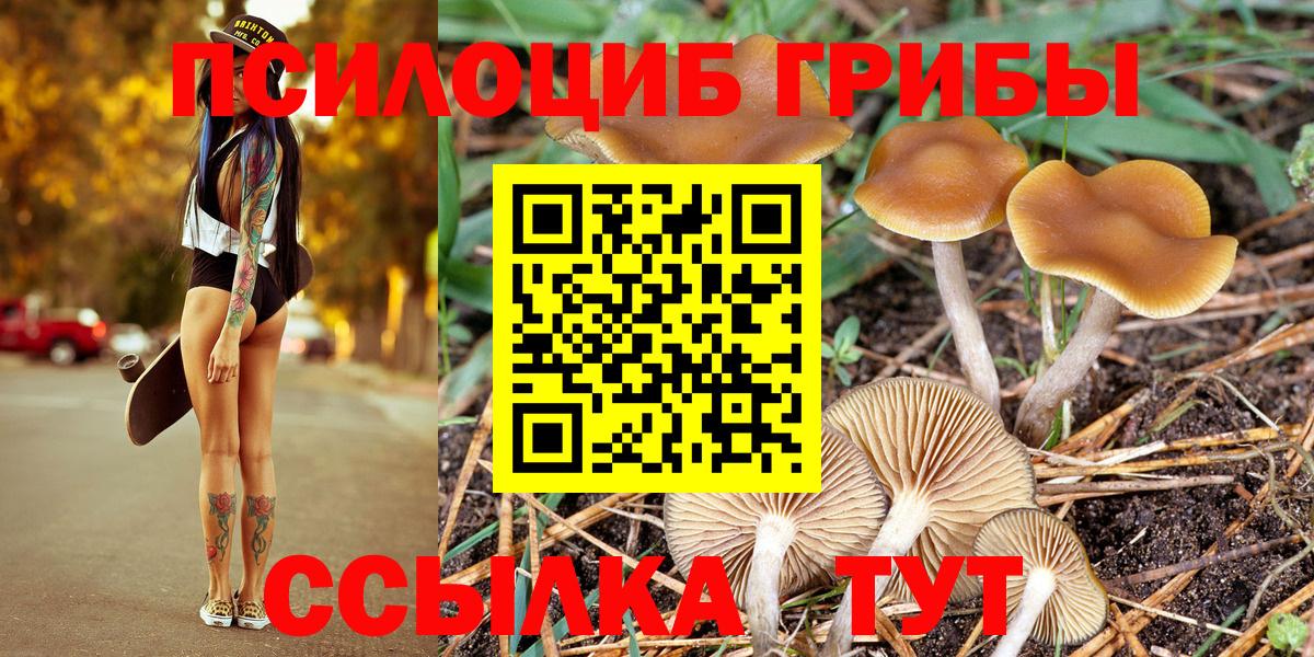 Псилоцибиновые грибы Psilocybe Новокузнецк